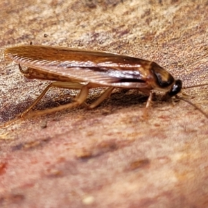 Robshelfordia circumducta at O'Connor, ACT - 12 Apr 2023