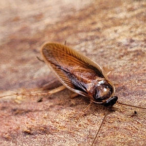 Robshelfordia circumducta at O'Connor, ACT - 12 Apr 2023