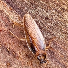 Robshelfordia circumducta at O'Connor, ACT - 12 Apr 2023 10:59 AM