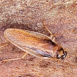 Robshelfordia circumducta at O'Connor, ACT - 12 Apr 2023 10:59 AM