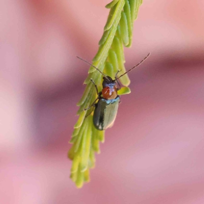 Adoxia benallae (Leaf beetle) at Dryandra St Woodland - 18 Feb 2023 by ConBoekel
