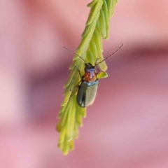 Adoxia benallae (Leaf beetle) at O'Connor, ACT - 18 Feb 2023 by ConBoekel