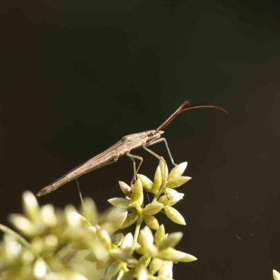 Mutusca brevicornis (A broad-headed bug) at Dryandra St Woodland - 16 Feb 2023 by ConBoekel