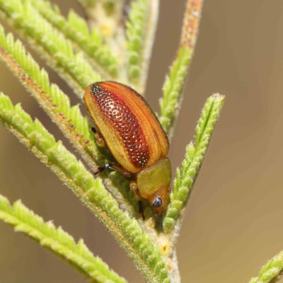 Calomela parilis (Leaf beetle) at O'Connor, ACT - 19 Feb 2023 by ConBoekel