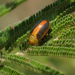 Calomela parilis at O'Connor, ACT - 19 Feb 2023