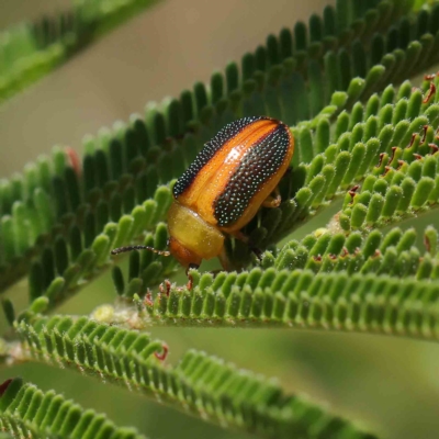 Calomela parilis (Leaf beetle) at O'Connor, ACT - 18 Feb 2023 by ConBoekel