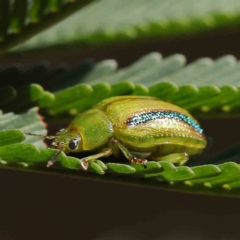 Calomela juncta (Leaf beetle) at Dryandra St Woodland - 16 Feb 2023 by ConBoekel