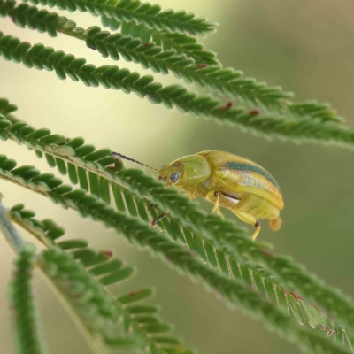 Calomela juncta (Leaf beetle) at O'Connor, ACT - 19 Feb 2023 by ConBoekel