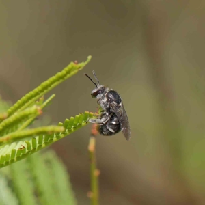 Lipotriches sp. (genus) at O'Connor, ACT - 17 Feb 2023