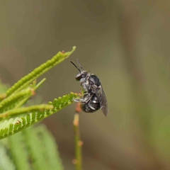 Lipotriches sp. (genus) (Halictid bee) at O'Connor, ACT - 16 Feb 2023 by ConBoekel