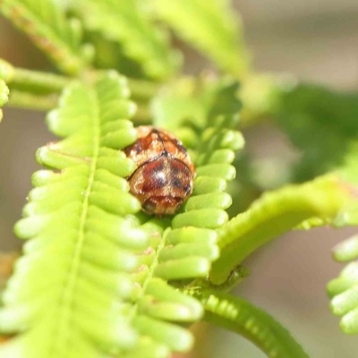 Elaphodes cervinus (Leaf beetle) at Dryandra St Woodland - 19 Feb 2023 by ConBoekel
