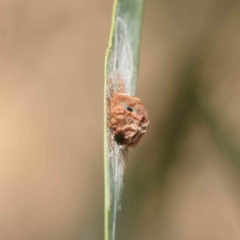Unidentified Scale insect or Mealybug (Hemiptera, Coccoidea) at O'Connor, ACT - 16 Feb 2023 by ConBoekel