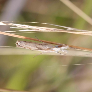 Culladia cuneiferellus at O'Connor, ACT - 19 Feb 2023 11:42 AM