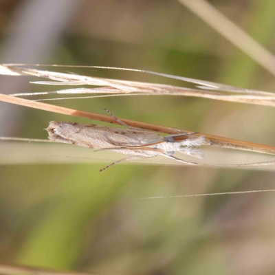 Culladia cuneiferellus (Crambinae moth) at Dryandra St Woodland - 19 Feb 2023 by ConBoekel