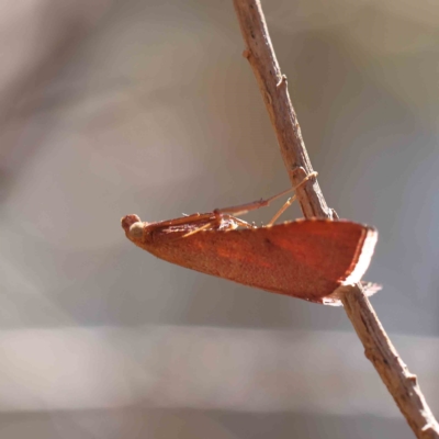 Endotricha pyrosalis (A Pyralid moth (Endotrichinae) at O'Connor, ACT - 19 Feb 2023 by ConBoekel