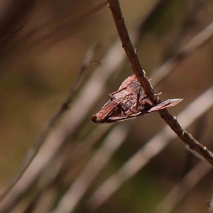 Endotricha pyrosalis at O'Connor, ACT - 19 Feb 2023