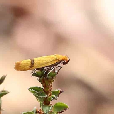 Plectobela undescribed species (A concealer moth) at Dryandra St Woodland - 16 Feb 2023 by ConBoekel