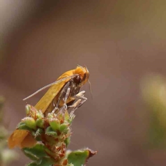 Plectobela undescribed species at O'Connor, ACT - 17 Feb 2023 10:47 AM