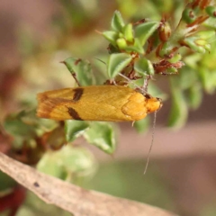 Plectobela undescribed species at O'Connor, ACT - 17 Feb 2023 10:47 AM