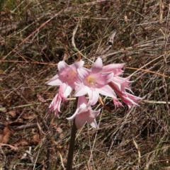 Amaryllis belladonna (Naked Ladies, Belladonna Lily) at O'Connor, ACT - 19 Feb 2023 by ConBoekel