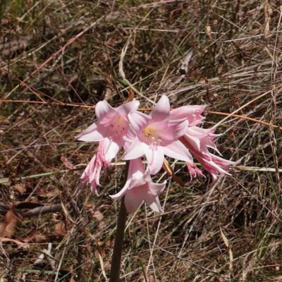 Amaryllis belladonna (Naked Ladies, Belladonna Lily) at O'Connor, ACT - 19 Feb 2023 by ConBoekel
