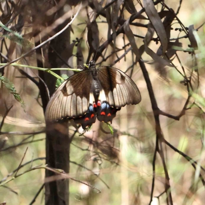 Papilio aegeus (Orchard Swallowtail, Large Citrus Butterfly) at Dryandra St Woodland - 19 Feb 2023 by ConBoekel