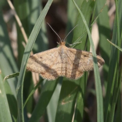 Scopula rubraria (Plantain Moth) at O'Connor, ACT - 17 Feb 2023 by ConBoekel