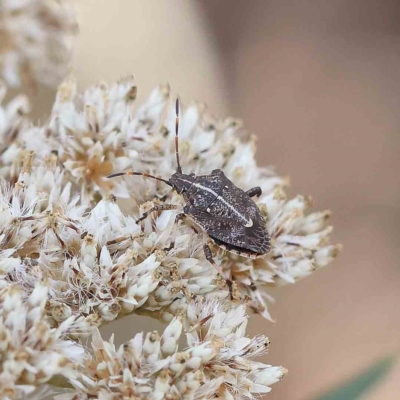 Oncocoris geniculatus (A shield bug) at O'Connor, ACT - 17 Feb 2023 by ConBoekel