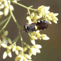 Odontomyia sp. (genus) (A soldier fly) at O'Connor, ACT - 16 Feb 2023 by ConBoekel