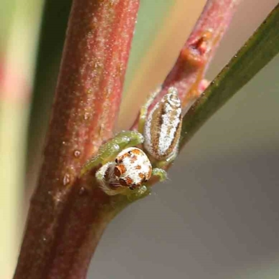 Opisthoncus abnormis (Long-legged Jumper) at Dryandra St Woodland - 16 Feb 2023 by ConBoekel