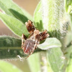 Hortophora sp. (genus) (Garden orb weaver) at O'Connor, ACT - 17 Feb 2023 by ConBoekel