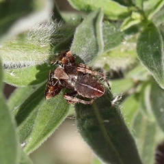 Hortophora sp. (genus) at O'Connor, ACT - 17 Feb 2023