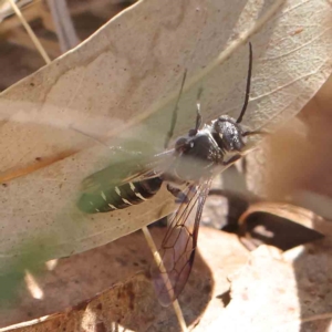 Diamma bicolor at O'Connor, ACT - 19 Feb 2023