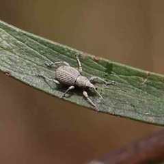 Merimnetes (genus) (A weevil) at O'Connor, ACT - 17 Feb 2023 by ConBoekel