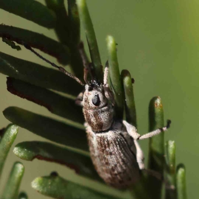 Titinia tenuis (Titinia weevil) at O'Connor, ACT - 16 Feb 2023 by ConBoekel