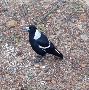 Gymnorhina tibicen at Mundamia, NSW - 12 Apr 2023