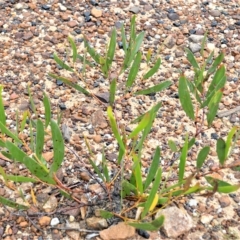 Acacia subtilinervis (Net-veined Wattle) at Mundamia, NSW - 12 Apr 2023 by plants