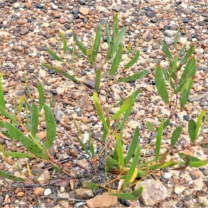 Acacia subtilinervis at Mundamia, NSW - 12 Apr 2023
