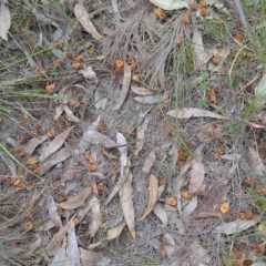 Calyptorhynchus lathami (Glossy Black-Cockatoo) at Triplarina Nature Reserve - 12 Apr 2023 by plants