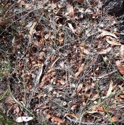 Calyptorhynchus lathami (Glossy Black-Cockatoo) at South Nowra, NSW - 12 Apr 2023 by plants