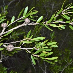 Leptospermum sejunctum at Mundamia, NSW - 12 Apr 2023
