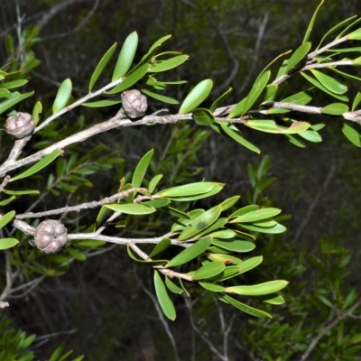 Leptospermum sejunctum (Bomaderry Tea-Tree) at Triplarina Nature Reserve - 12 Apr 2023 by plants