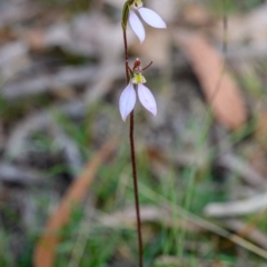 Eriochilus cucullatus (Parson's Bands) at Penrose - 11 Apr 2023 by Boobook38