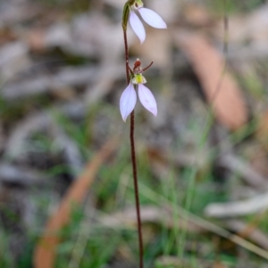 Eriochilus cucullatus at Penrose, NSW - 12 Apr 2023