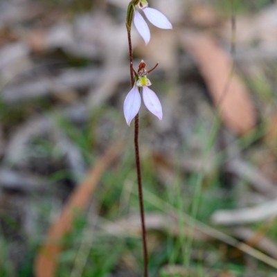 Eriochilus cucullatus (Parson's Bands) at Penrose - 12 Apr 2023 by Boobook38