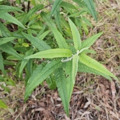 Olearia lirata (Snowy Daisybush) at The Pinnacle - 10 Apr 2023 by sangio7