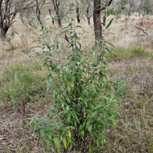 Olearia lirata at Weetangera, ACT - 11 Apr 2023