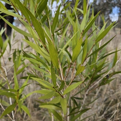 Callistemon sp. (A Bottlebrush) at Weetangera, ACT - 10 Apr 2023 by sangio7