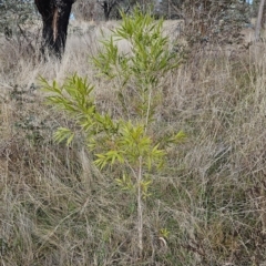 Callistemon sp. at Weetangera, ACT - 11 Apr 2023