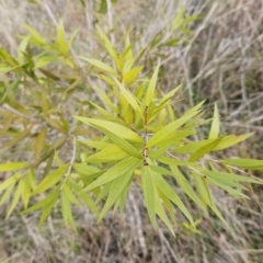 Callistemon sp. at Weetangera, ACT - 11 Apr 2023